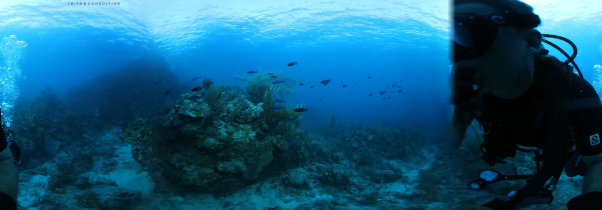 Scuba adventure. Blue Tangs at the Indians, BVI