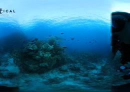 Scuba adventure. Blue Tangs at the Indians, BVI
