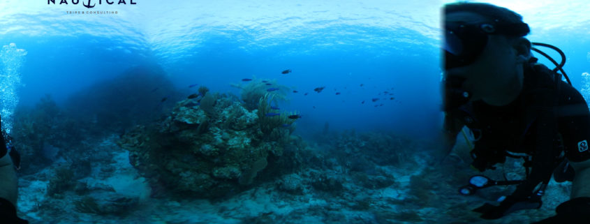 Scuba adventure. Blue Tangs at the Indians, BVI